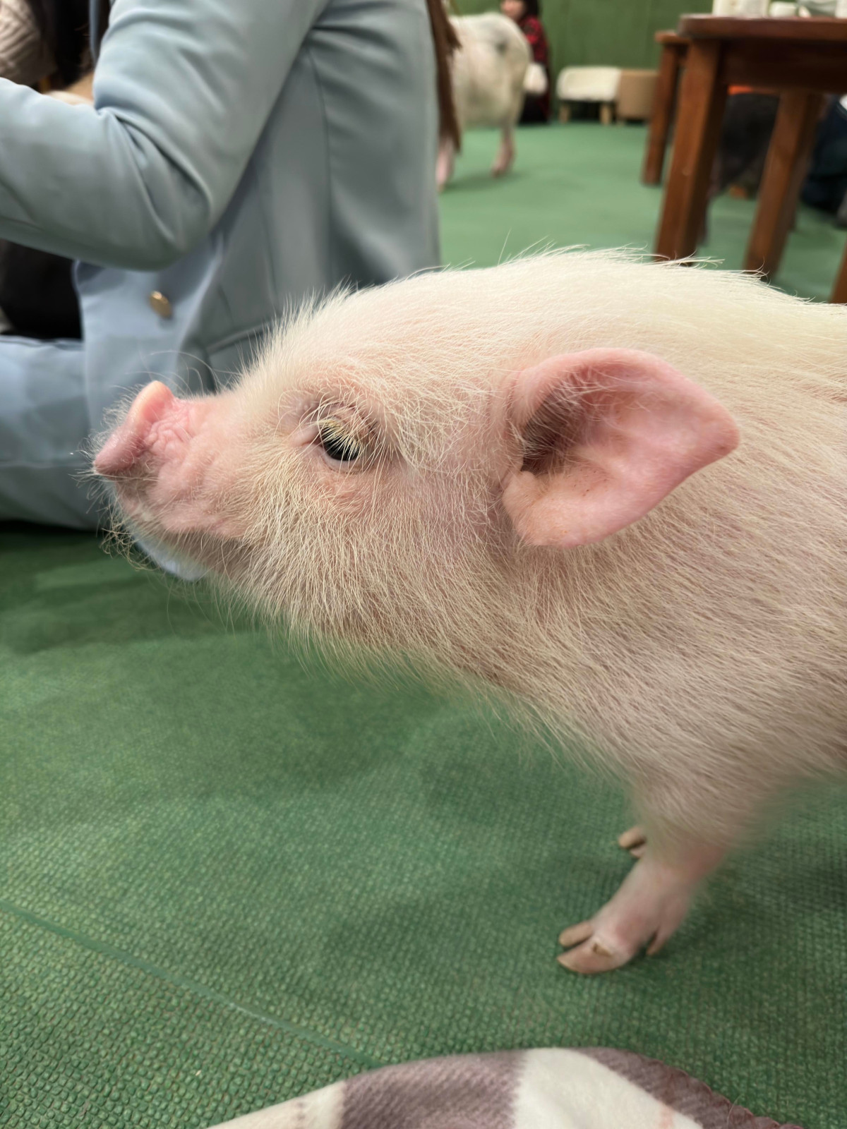 You have to try this adorable pig-themed cafe in Tokyo’s Harajuku neighborhood